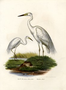 Garza blanca grande, 1864 de German School